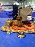 Krásná štěňata Rhodéského Ridgebacka
