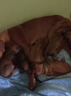 Krásná štěňata Rhodéského Ridgebacka