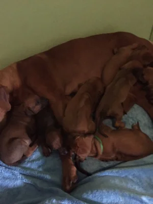 Krásná štěňata Rhodéského Ridgebacka