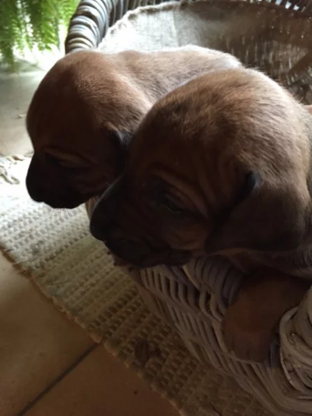 Krásná štěňata Rhodéského Ridgebacka