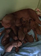 Krásná štěňata Rhodéského Ridgebacka