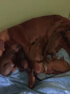 Krásná štěňata Rhodéského Ridgebacka
