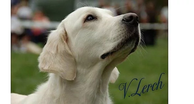 Zlatý retriever - štěňátka s PP