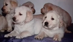 Zlatý retriever - štěňátka s PP