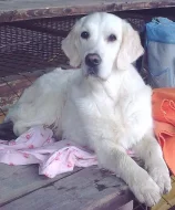 Zlatý retriever - štěňátka s PP