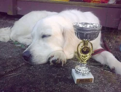 Zlatý retriever - štěňátka s PP