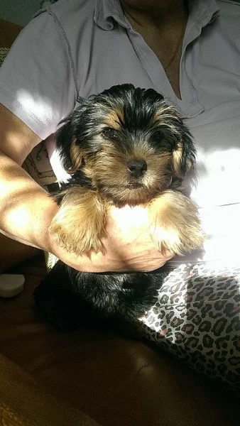 Yorkshire Terrier bez PP