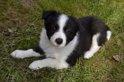 Prodám čistokrevná štěnata Border kolie