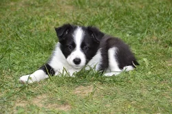Prodám čistokrevná štěnata Border kolie