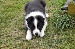 Prodám čistokrevná štěnata Border kolie