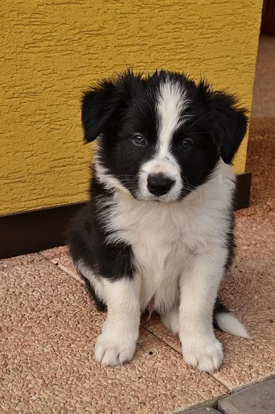 Prodám čistokrevná štěnata Border kolie