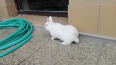 Daruji zakrslého samečka