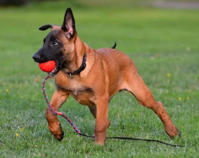 Bel.ovčák- malinois