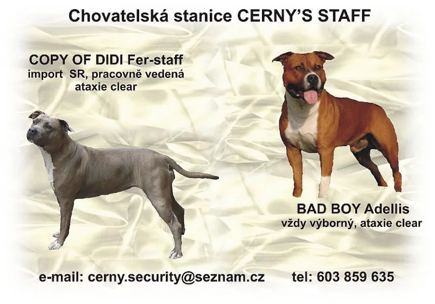 Americký Stafordšírský teriér s PP