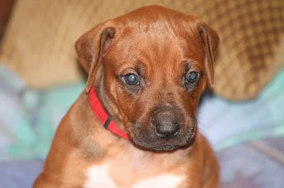 Rhodesian Ridgeback s PP