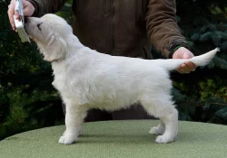 Zlatý retriever - štěňátka s PP