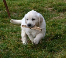 Zlatý retriever - štěňátka s PP