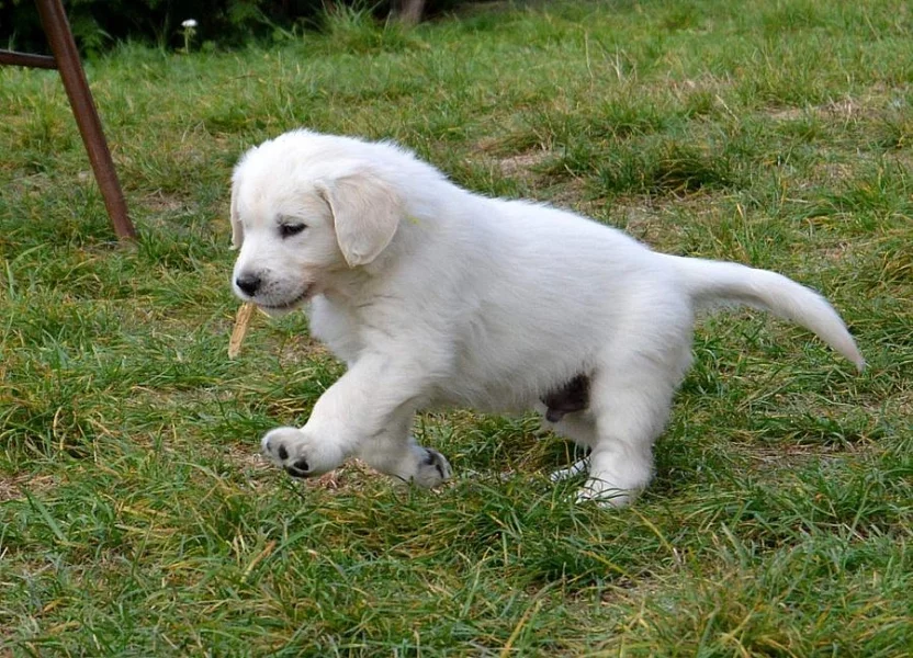 Zlatý retriever - štěňátka s PP