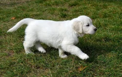 Zlatý retriever - štěňátka s PP