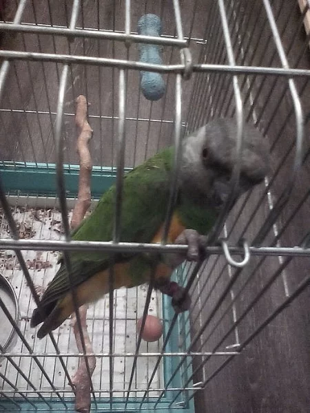 papoušek senegalský zdarma