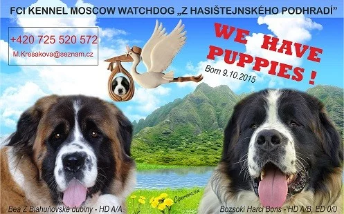 Moskevský strážní pes s PP FCI