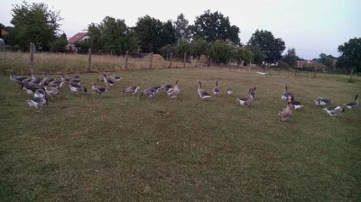 Landenské husy , Divoké krůty