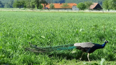 Pávi