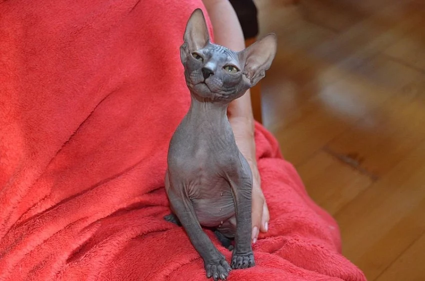 Sphynx koťata na prodej