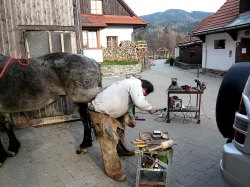 Podkování koní.