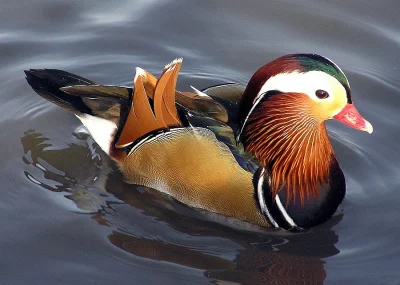 Kachna mandarinská