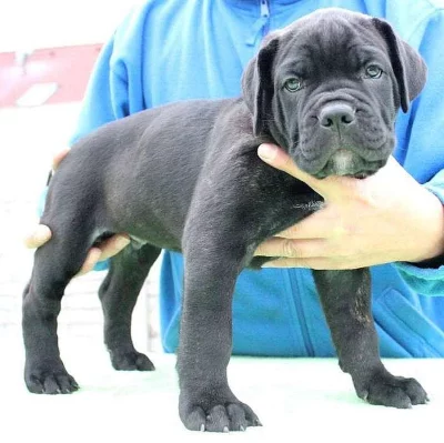 Štěňátka Cane Corso s PP