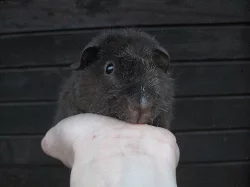 morčátko US teddy na mazlíčka