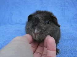 morčátko US teddy na mazlíčka