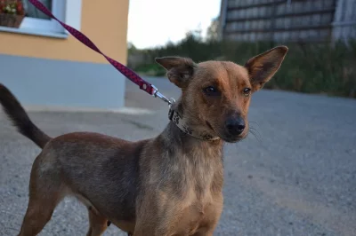 Mili