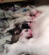 Miniaturní bulteriér