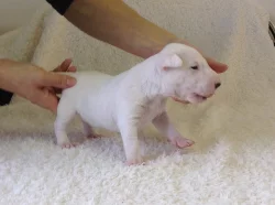 Miniaturní bulteriér