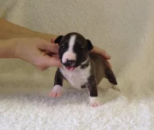 Miniaturní bulteriér