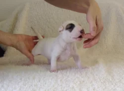 Miniaturní bulteriér