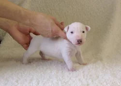 Miniaturní bulteriér