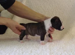 Miniaturní bulteriér