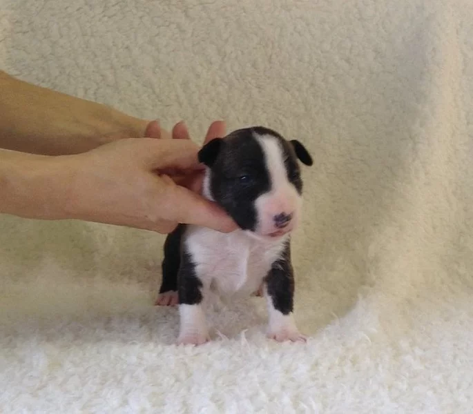 Miniaturní bulteriér