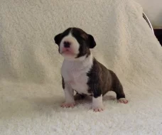 Miniaturní bulteriér