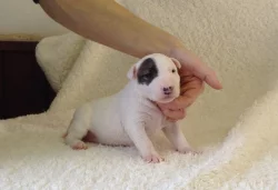 Miniaturní bulteriér