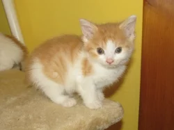 bílo-rezavá kočička