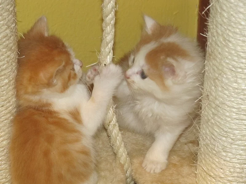 bílo-rezavá kočička