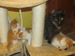 bílo-rezavá kočička