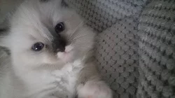 Kotě Ragdoll s PP
