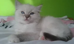 Kotě Ragdoll s PP