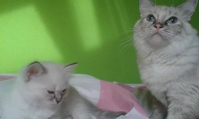 Kotě Ragdoll s PP