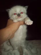 Kotě Ragdoll s PP